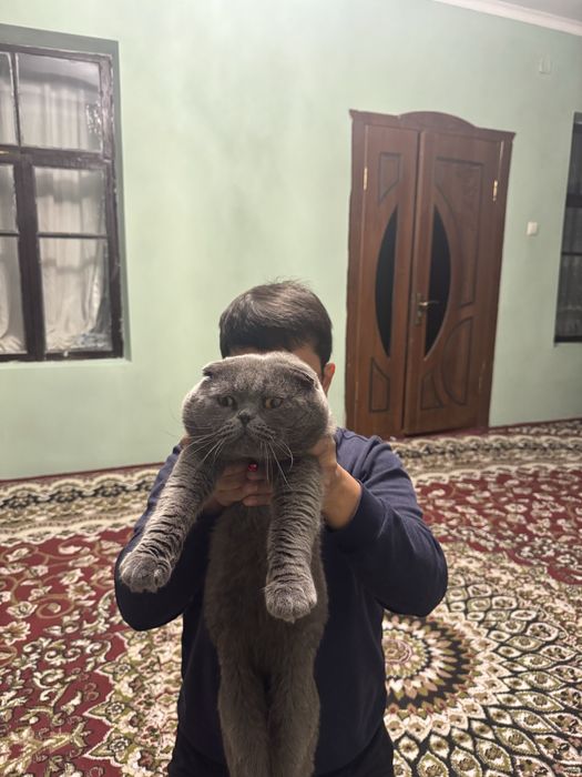 НЕ ПРОДАЁТСЯ  Кот на вязка Скоттиш Фолд очень опытный