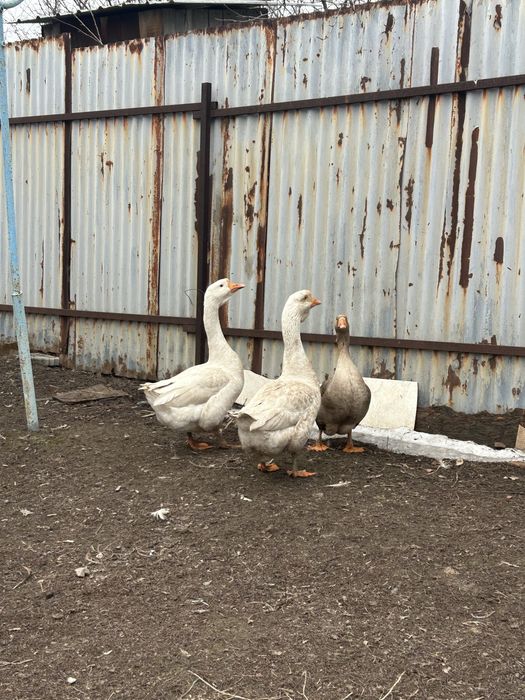 Срочно продам гусей