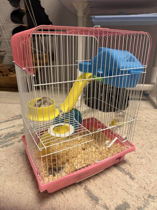 Продам двух хомячков очень милые и красивые