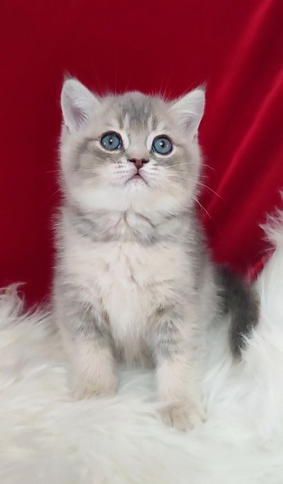 Продается чистокровный котенок мальчик