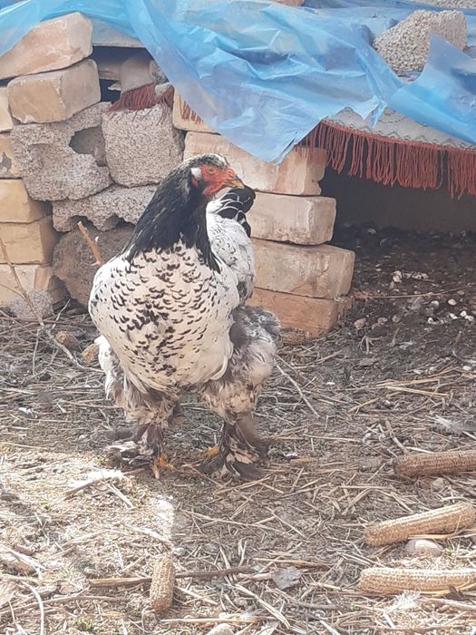 Brama tochkali qoni toza tuxumlari