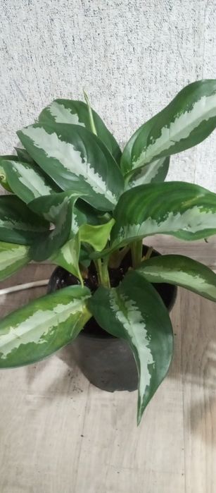 Распродажа сортовых аглоанем