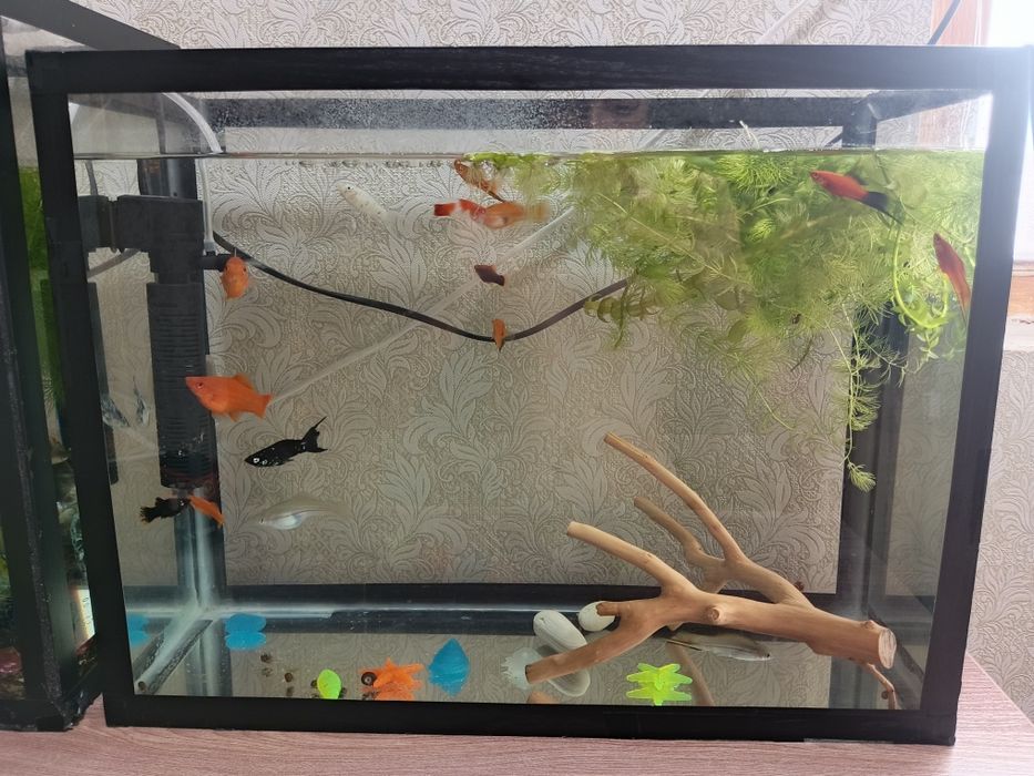 Продам аквариум с рыбками.