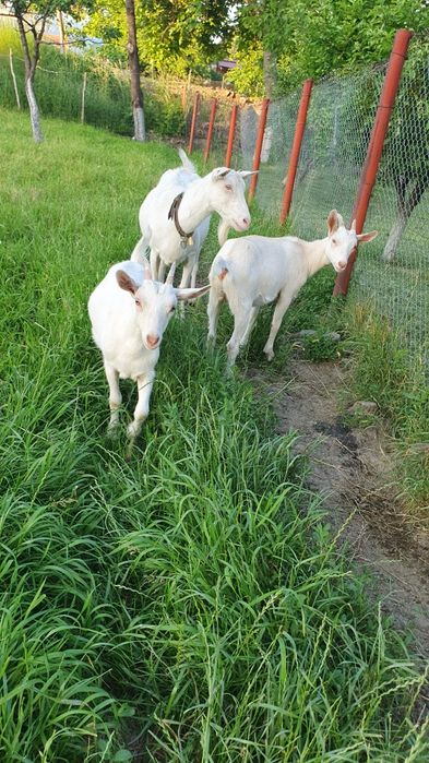 Iedute Saanen  doua bucăți