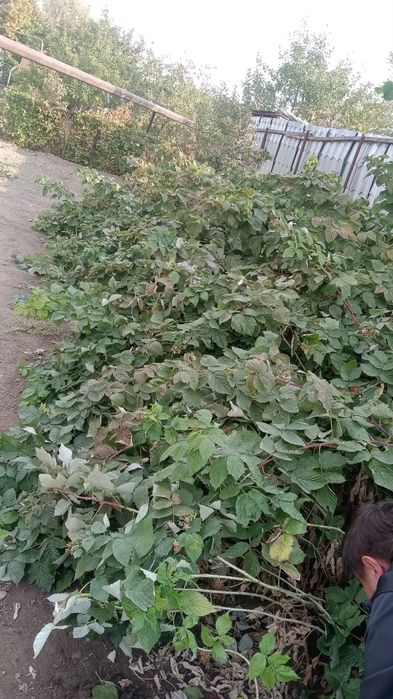 Продам кусты малины