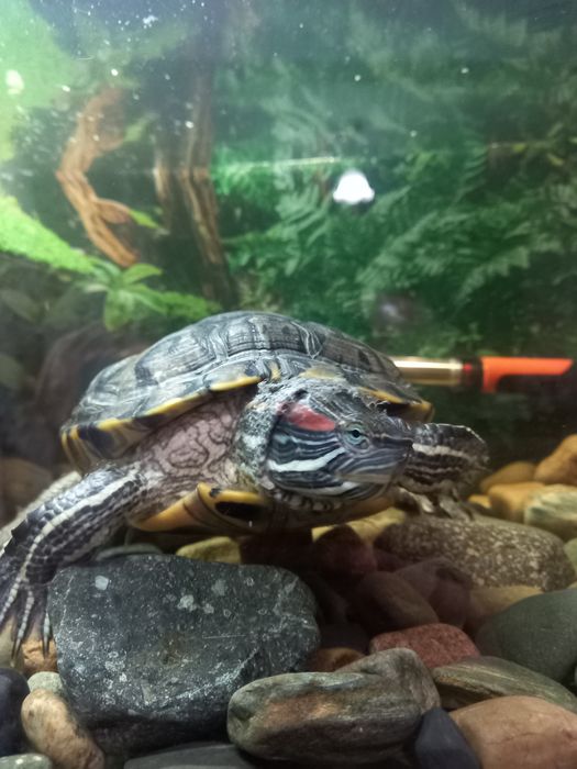 Красноухая черепаха