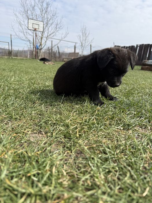 DONEZ căței, talie mică, mai sunt 2