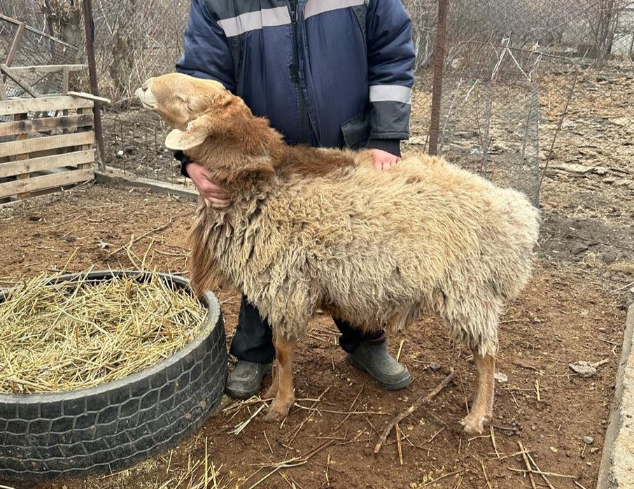 Продам двух кошкаров