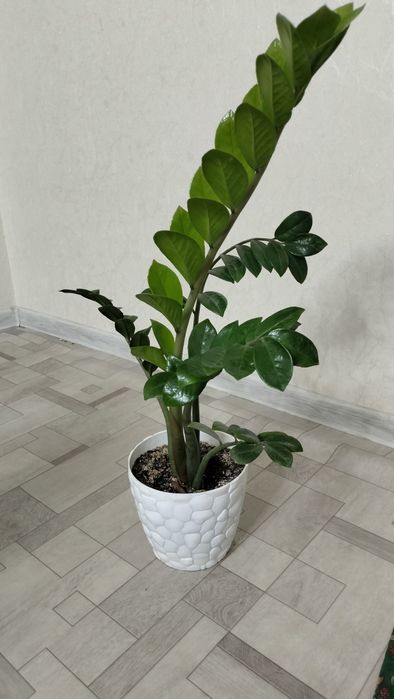 долларовое дерево/ цветок