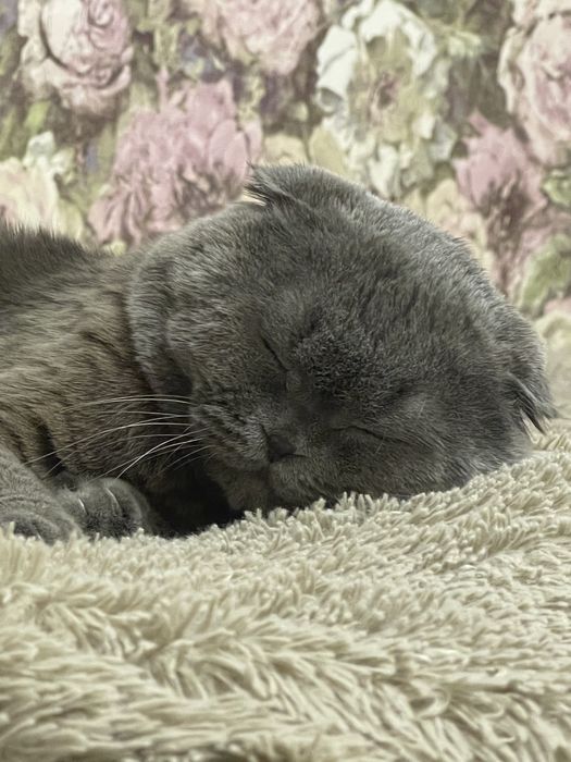 вязка кота,