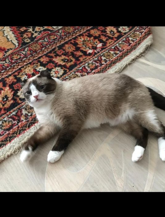 Кошечка срочно!!!