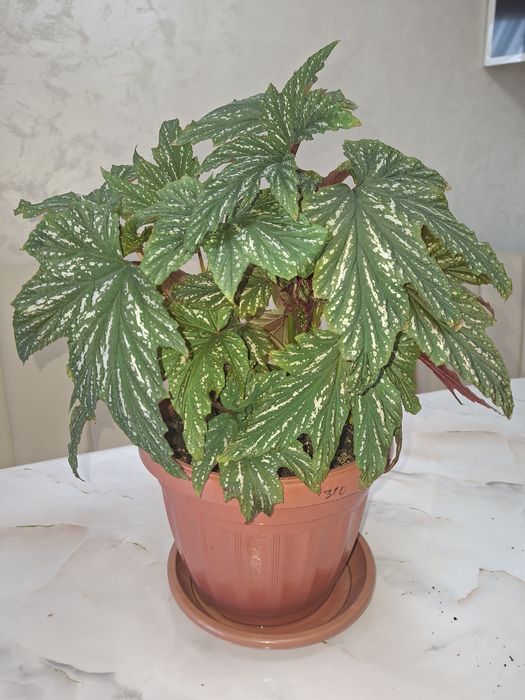 Комнатные цветы - Бегония