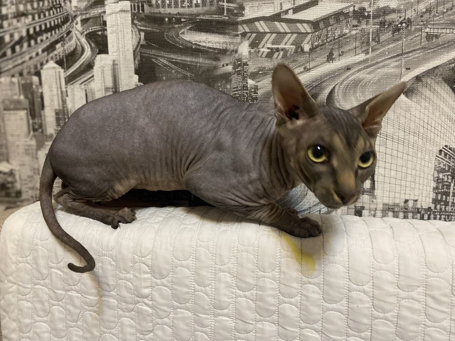 канадский сфинкс на вязку Алматы