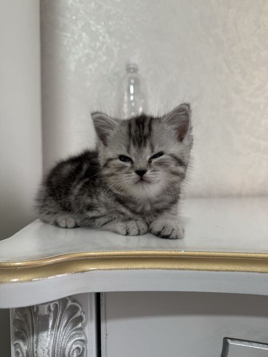 Кошка,котёнок,котята