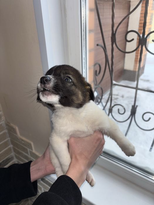 Отдам в добрые руки кутят