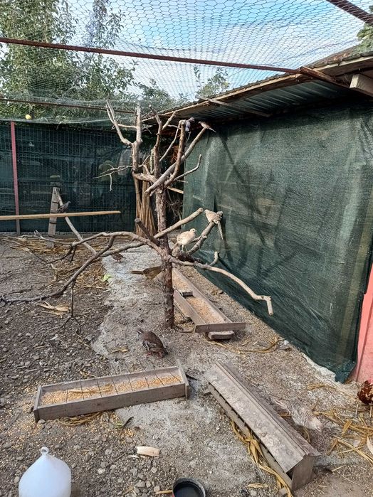 Fazani de vanzare auriu pe galben argintii