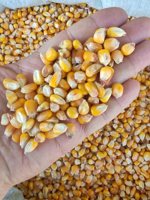 Кукуруза ,драбленнная кукуруза