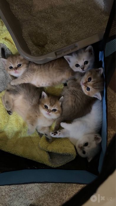 Милые британские котята