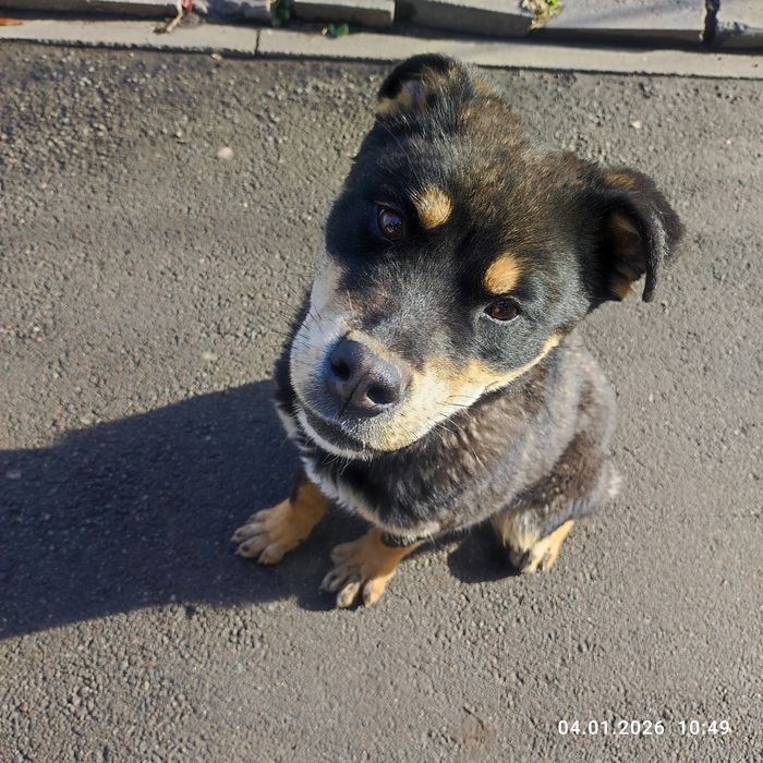 Найдена собака потеряшка