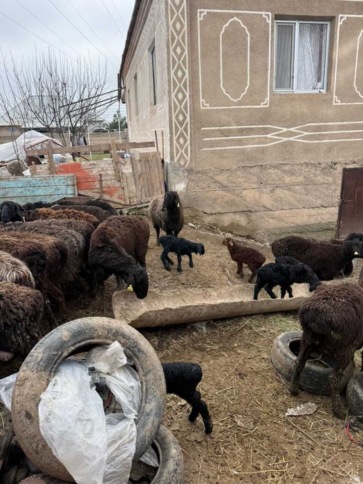 Кой бар адеми пародисты