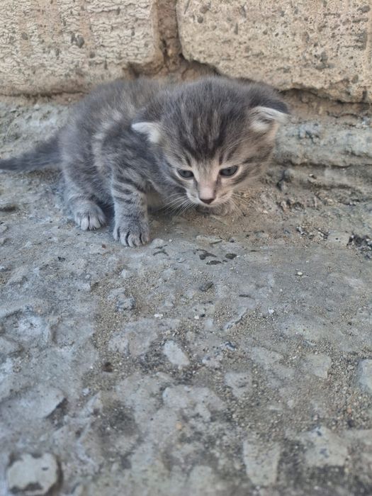 Отдам Котят в хорошие руки
