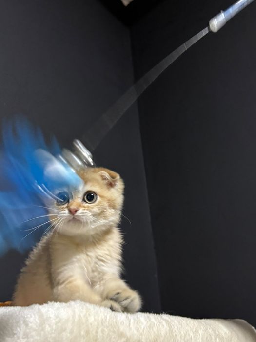 Шотландские котята шиншилла