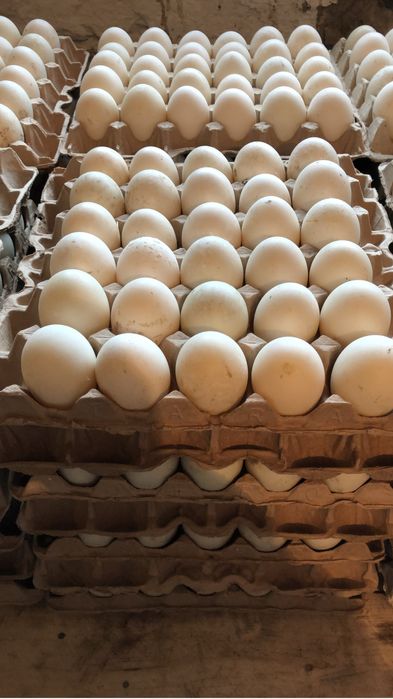 Продам инкубационное яйцо утиное