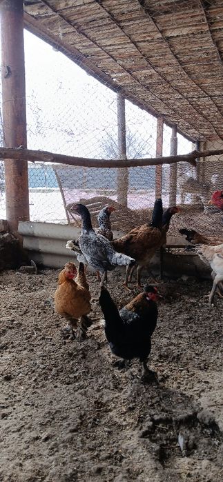 Дакан мекендер сатылады