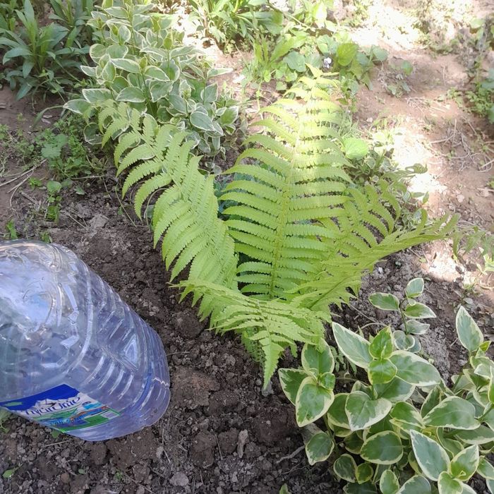 Продаются излишки  из сада - садовый папоротник " страусиное перо"ро