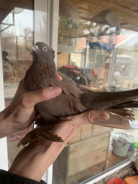 Продам голубя красный