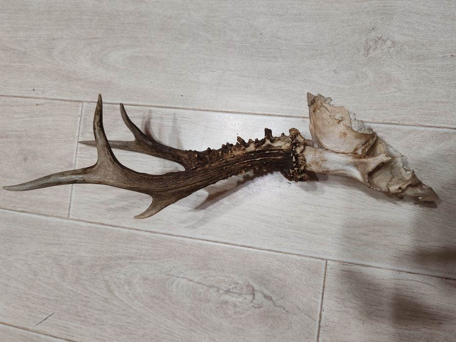 Coarne de caprior