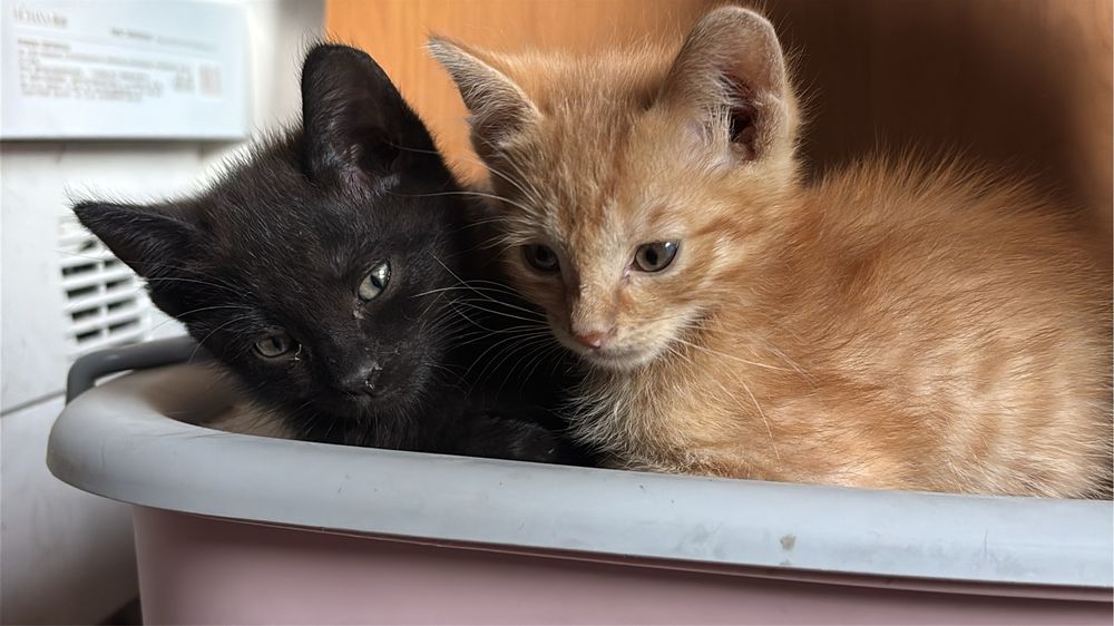 Котята в добрые руки