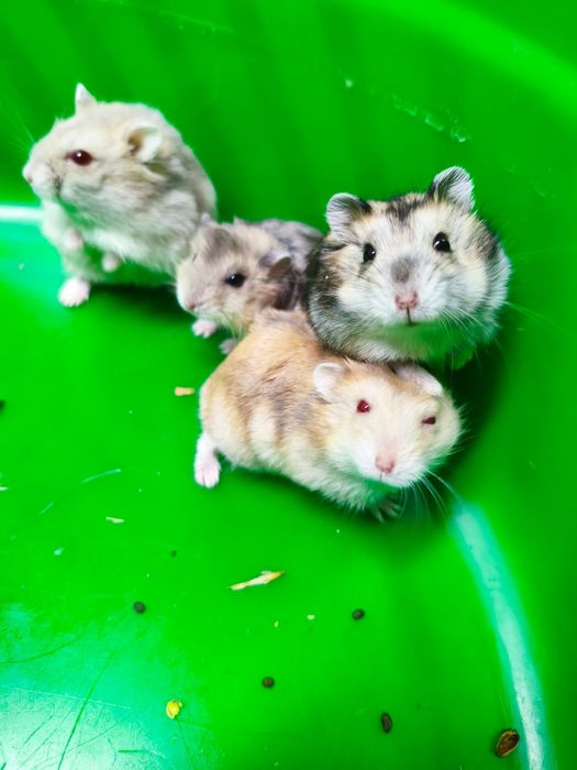 Продам хомяков джунгарики