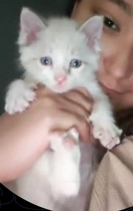 Котенок сиамский ГОЛУБОГЛАЗЫЙ уровновешанный
