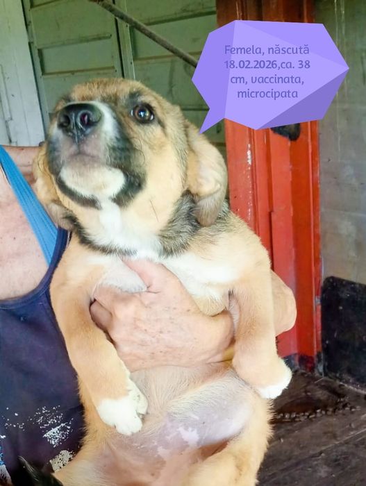 Câini pentru adoptie