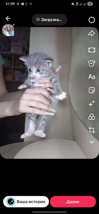 Дарю котят девочка и мальчик