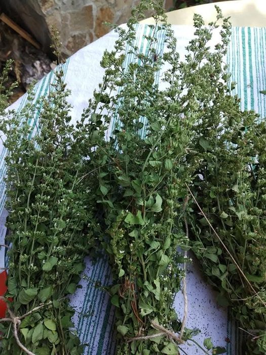 Сушена дива бяла мента