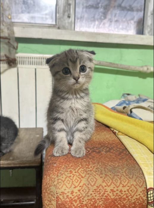 Прекрасный вислоухие котята