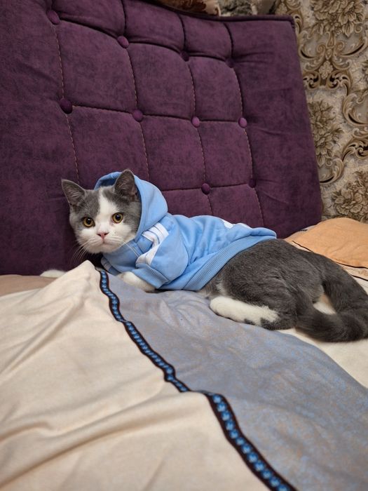 Кот на ВЯЗКУ срочно 300 тысяч или договор.