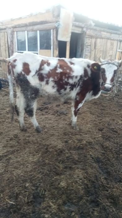 Продам корову с телёнком  бык, бычок,