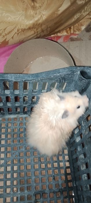 Хамяк  кемирувчи