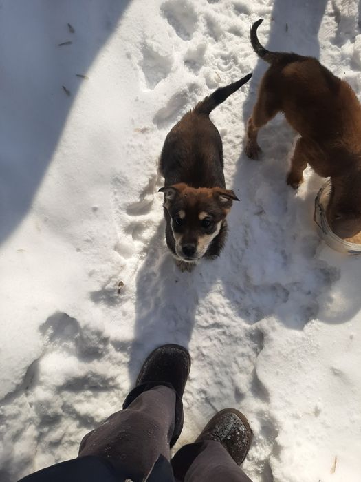 СРОЧНО ищут домик!