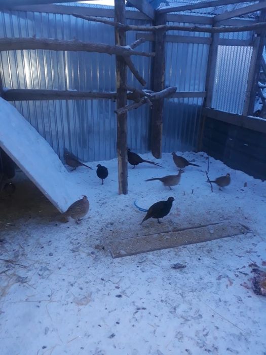 Фазан  охотничий