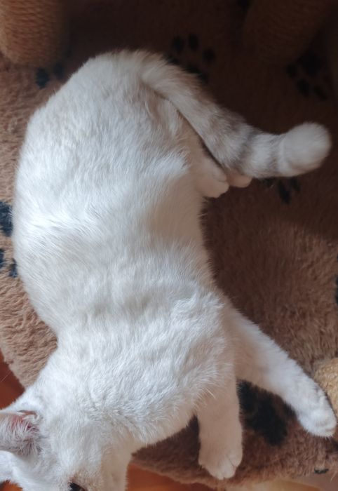 Котята шиншилла  , британцы