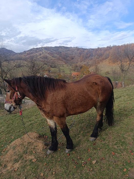 Vând iapa de 5 ani.