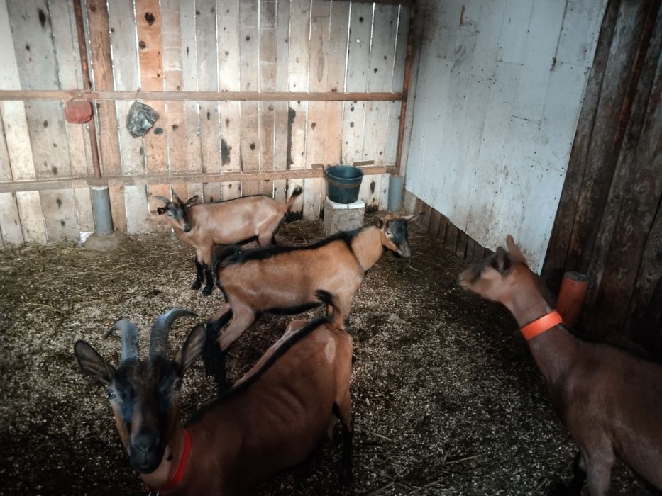 Schimb pe oi breze , alpina franceza