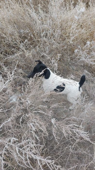 Фокстерьер. Мальчик и девочка