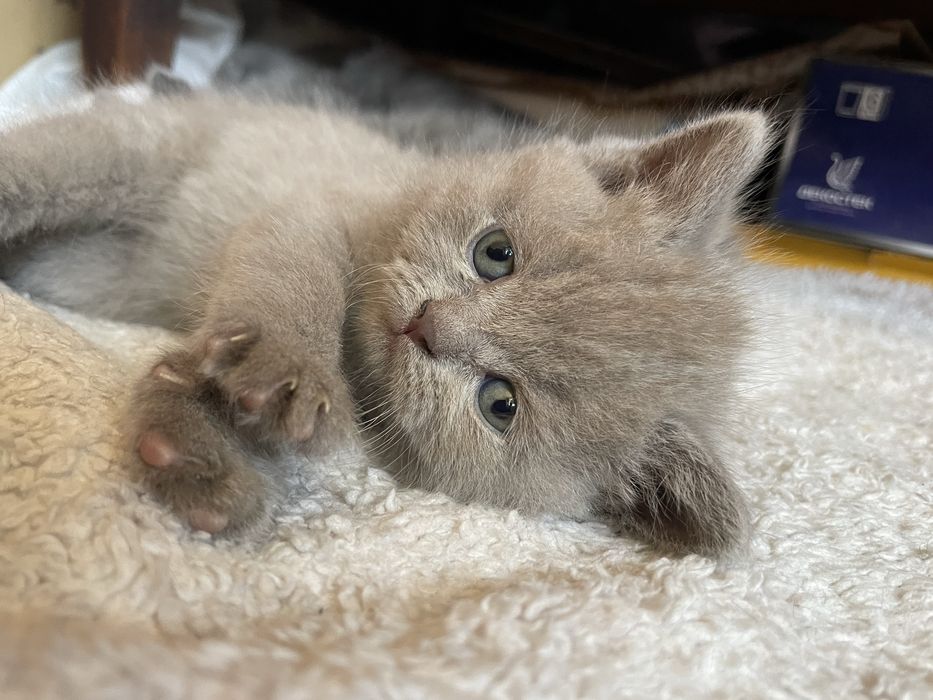 sotiladi! scotish fold