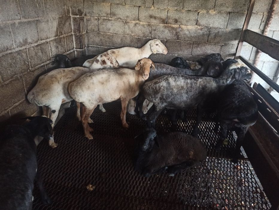 Продаются бараны жирные