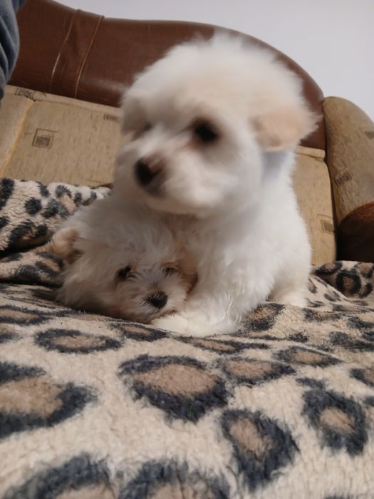 Cățeluși bichon  1 fetita si 1 băiețel
